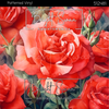 Bright Swan - Patterned Vinyl & HTV - 512481